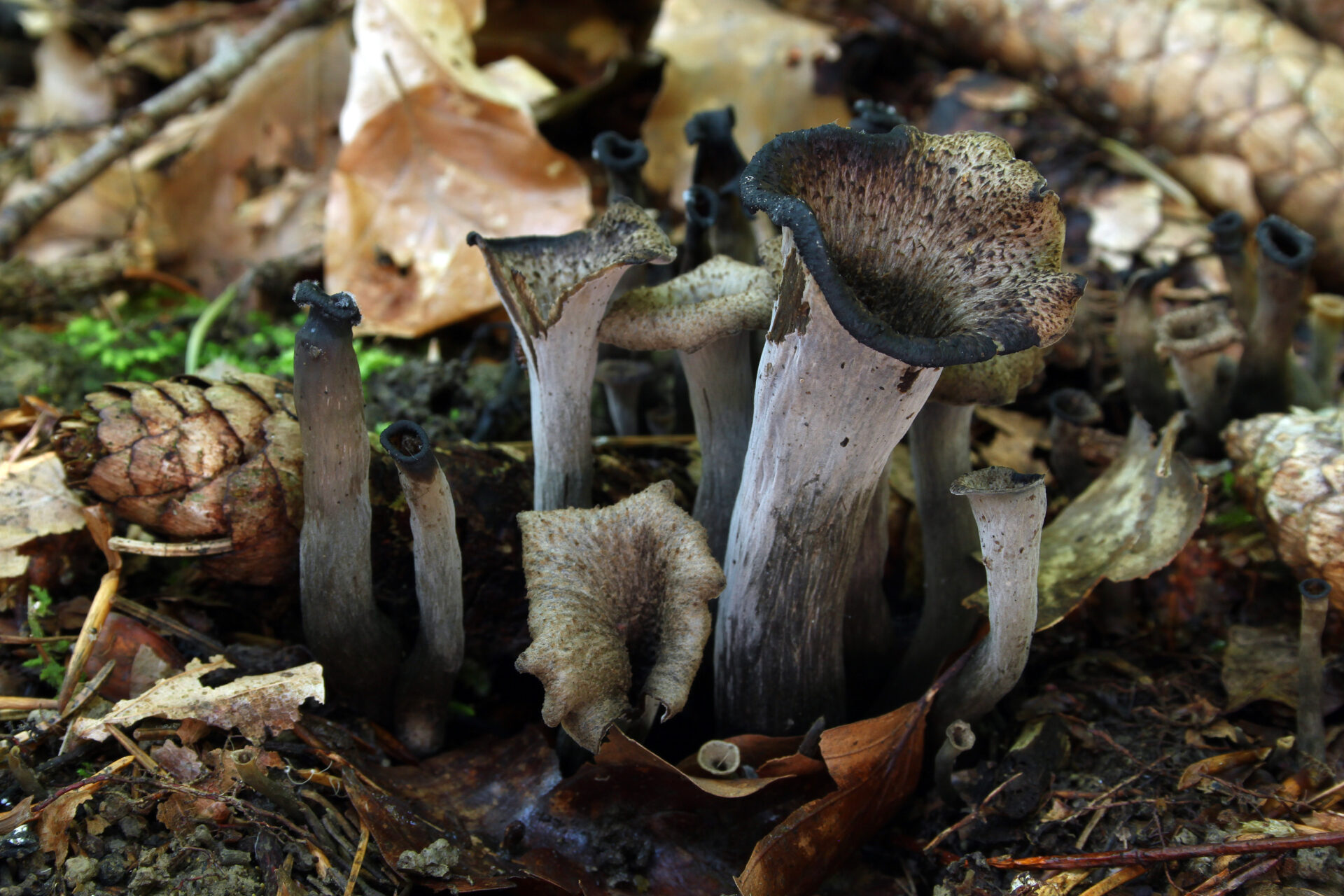 edible fall mushrooms